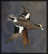 wigeon